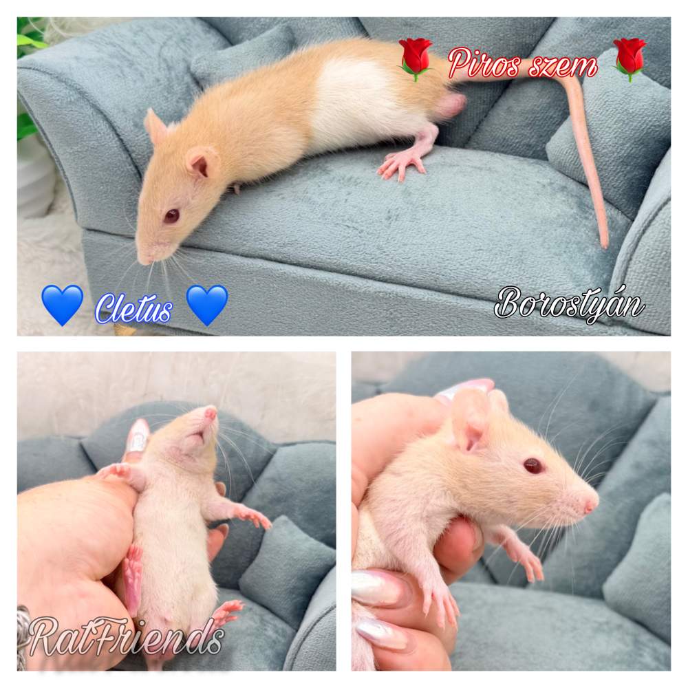 Fancy rat Owned by other Rattus norvegicus 