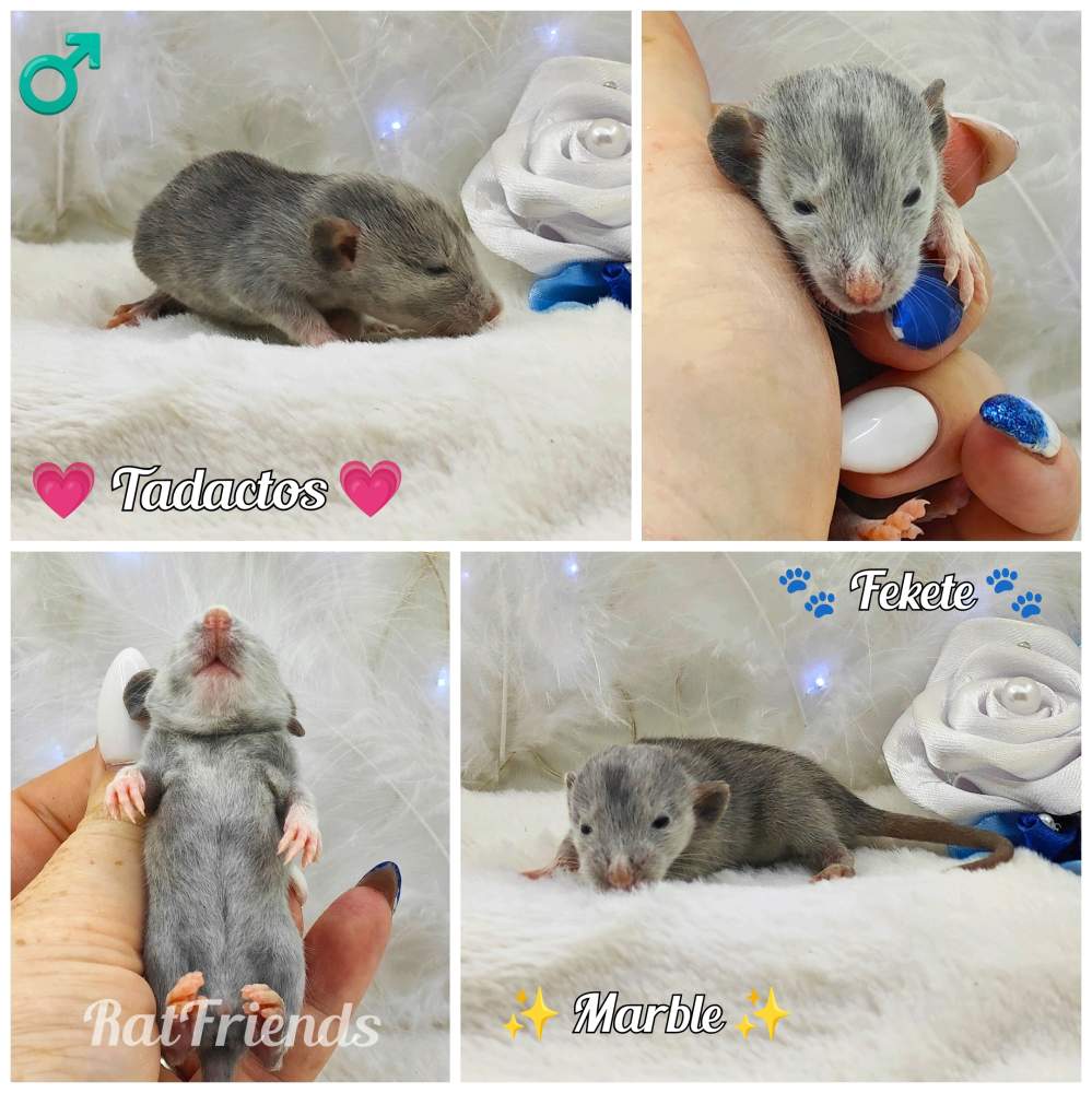 Fancy rat Pet only Rattus norvegicus 