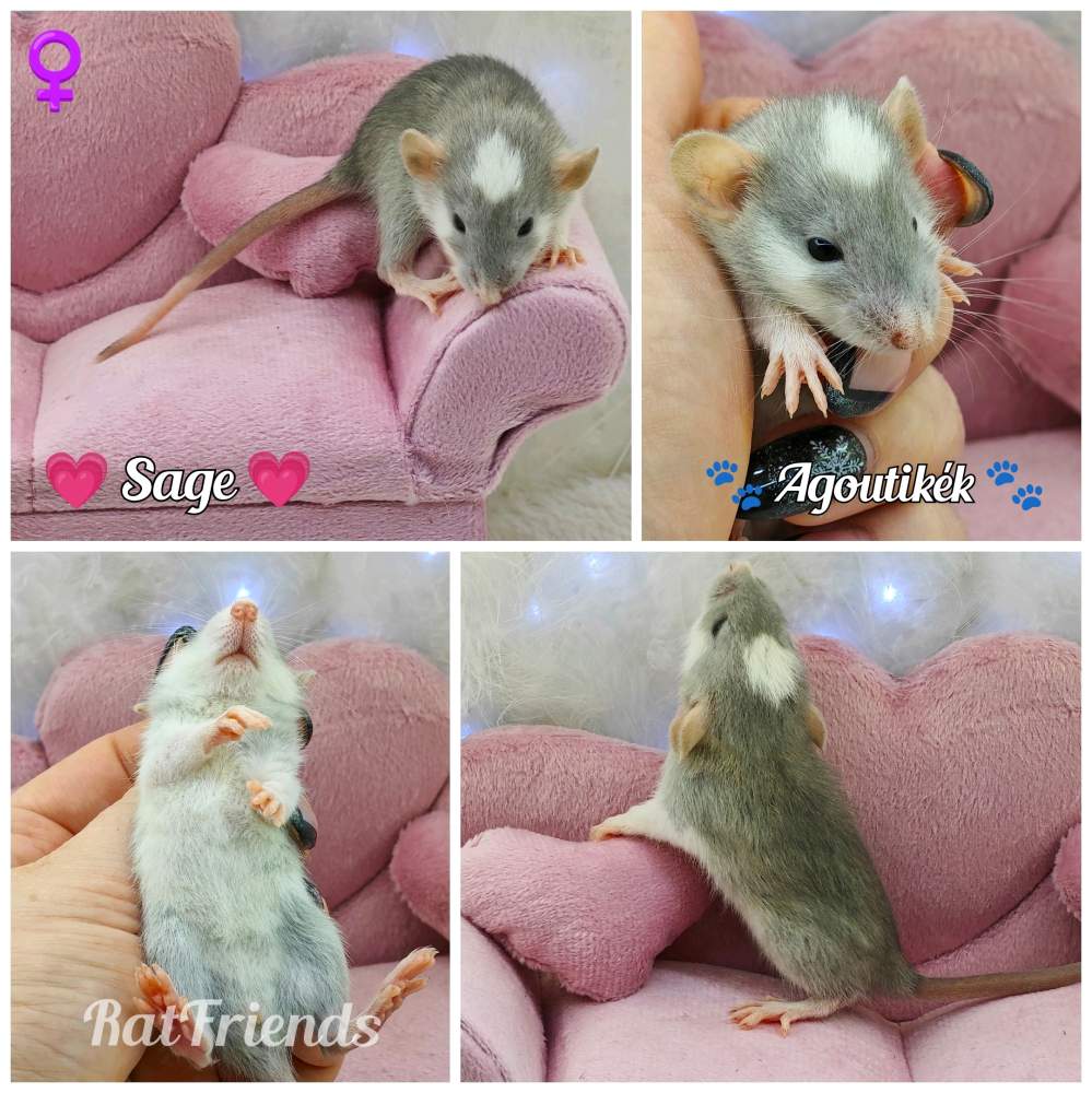 Fancy rat Owned by other Rattus norvegicus 