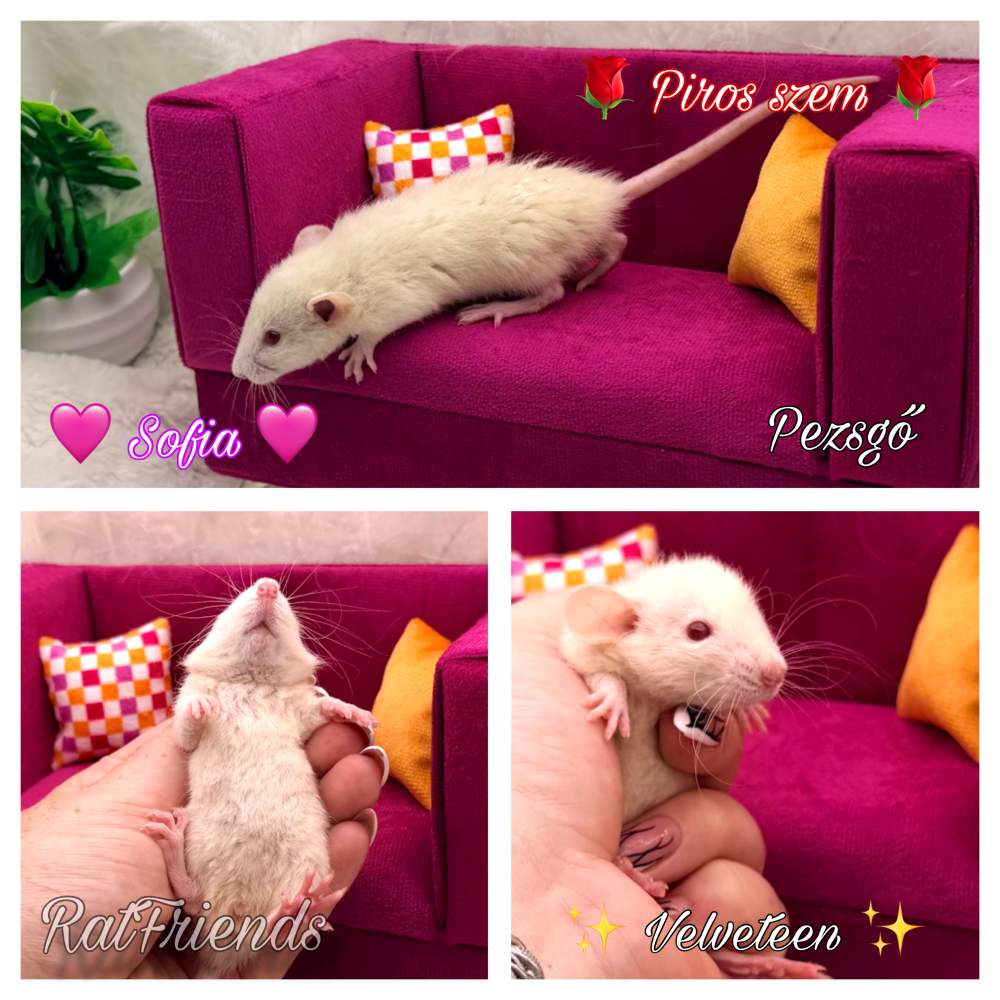 Fancy rat Available for rehoming Rattus norvegicus 