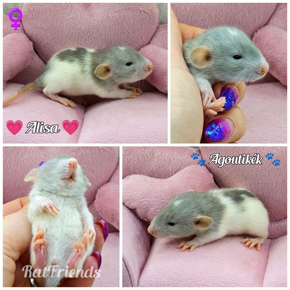 Fancy rat Rehomed Rattus norvegicus 
