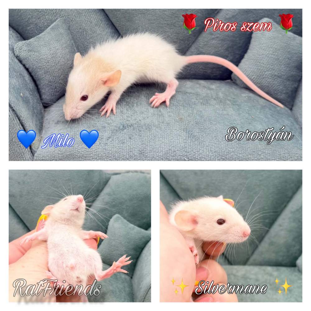 Fancy rat Available for rehoming Rattus norvegicus 