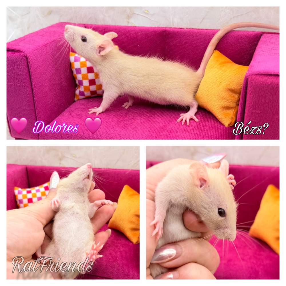 Fancy rat Breeder Rattus norvegicus 