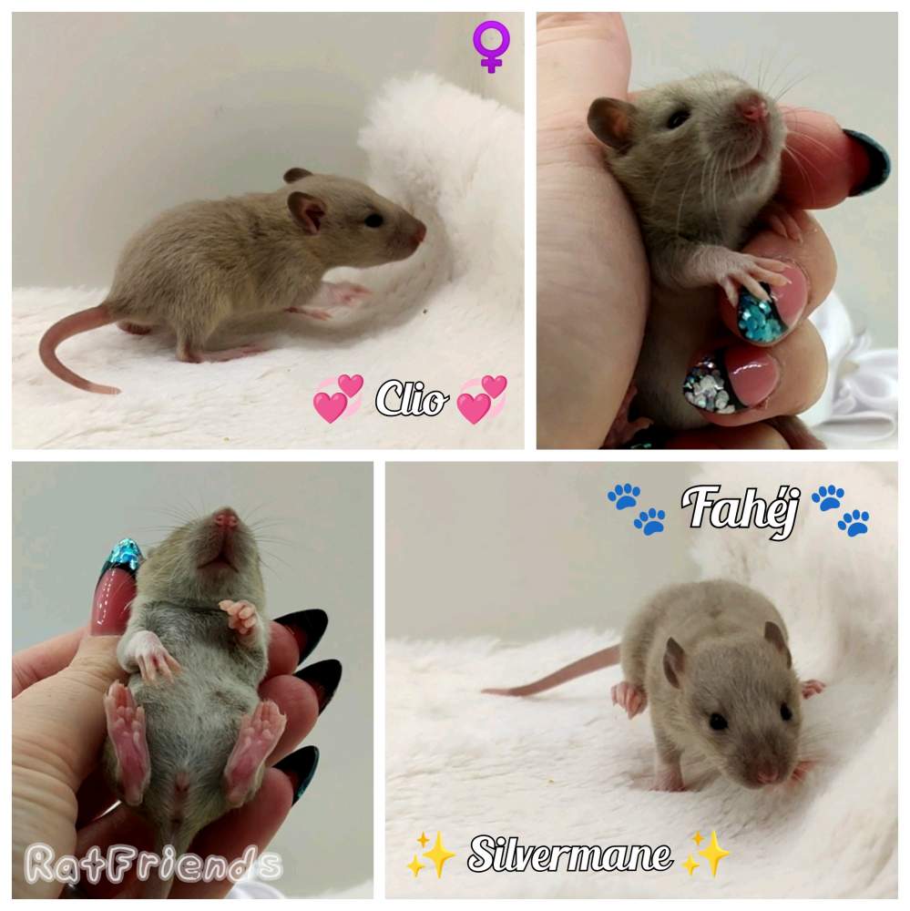 Fancy rat Breeder Rattus norvegicus 