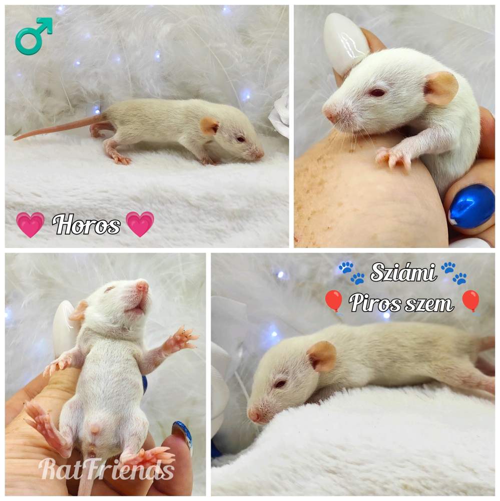 Fancy rat Owned by other Rattus norvegicus 