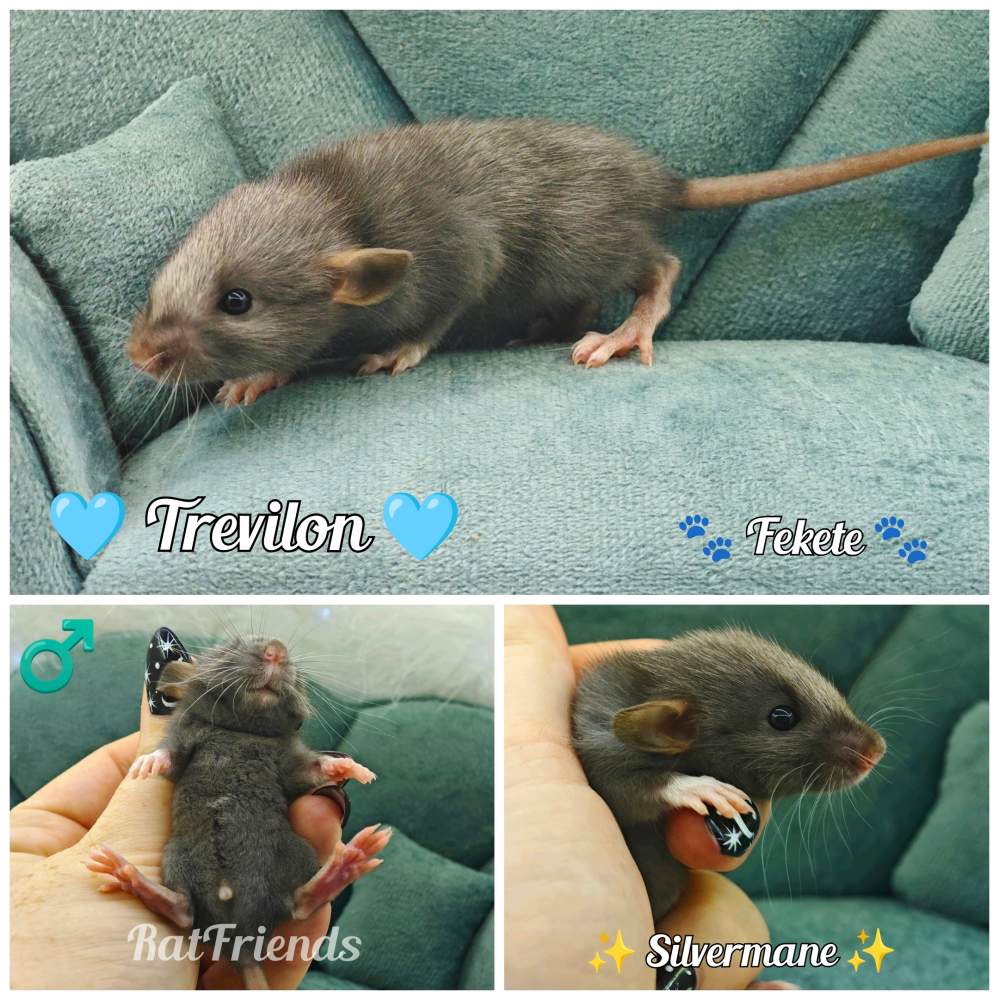 Fancy rat Rehomed Rattus norvegicus 