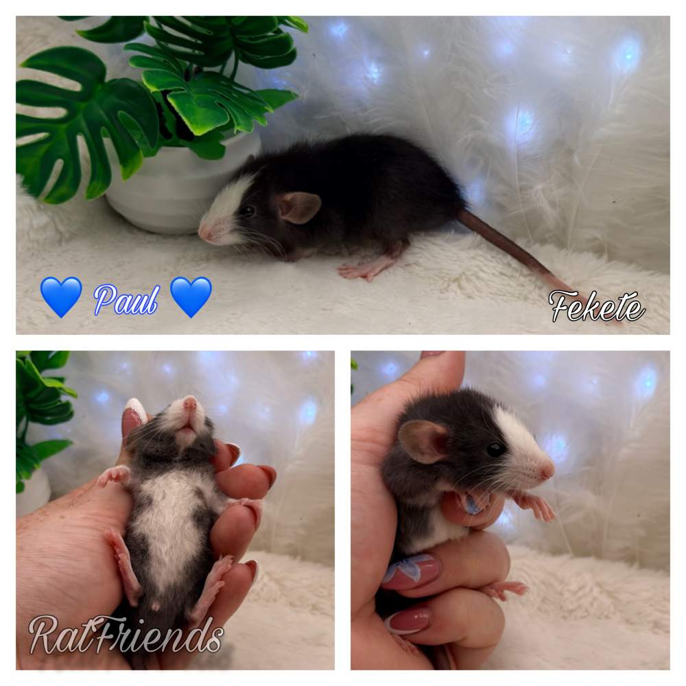 Fancy rat Available for rehoming Rattus norvegicus 