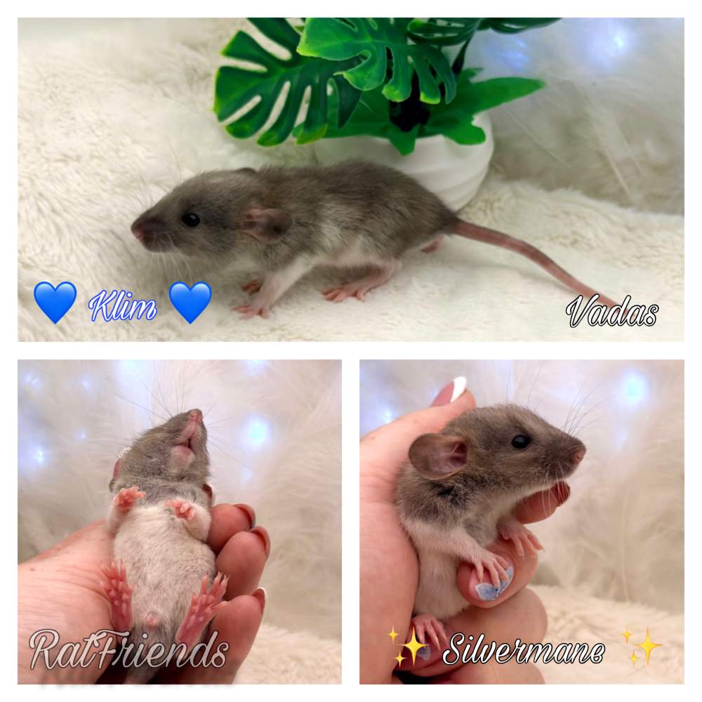 Fancy rat Available for rehoming Rattus norvegicus 