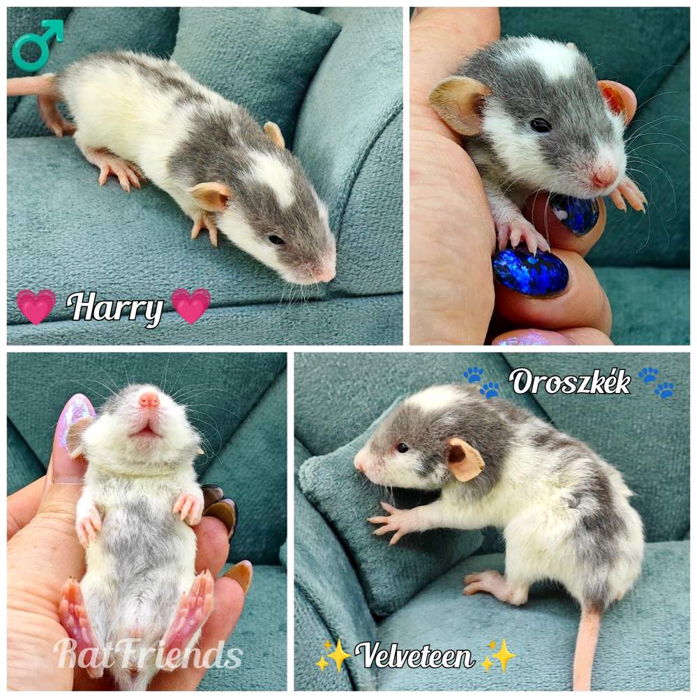 Fancy rat Owned by other Rattus norvegicus 