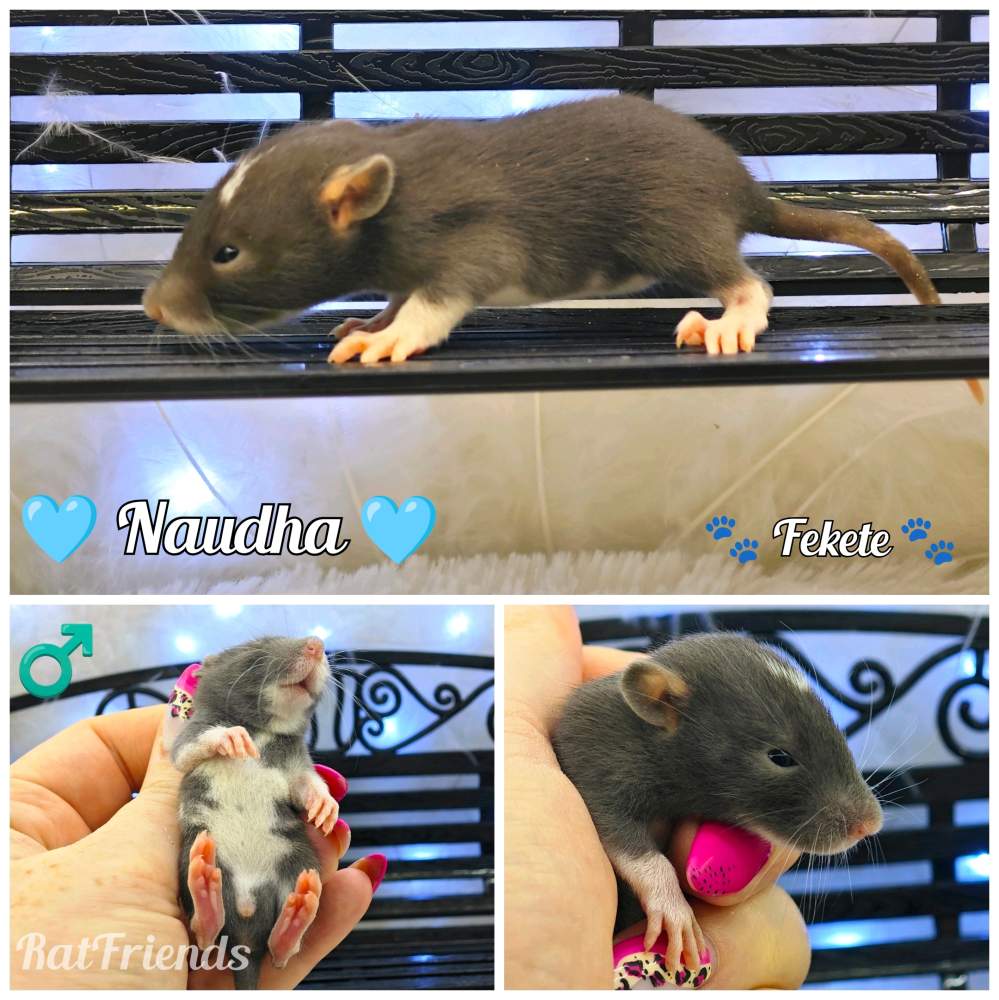 Fancy rat Available for rehoming Rattus norvegicus 