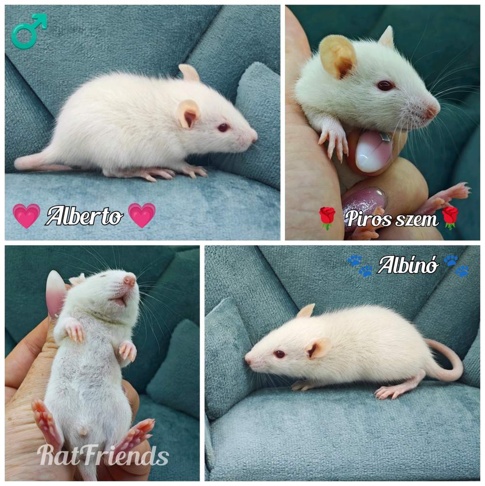 Fancy rat Rehomed Rattus norvegicus 