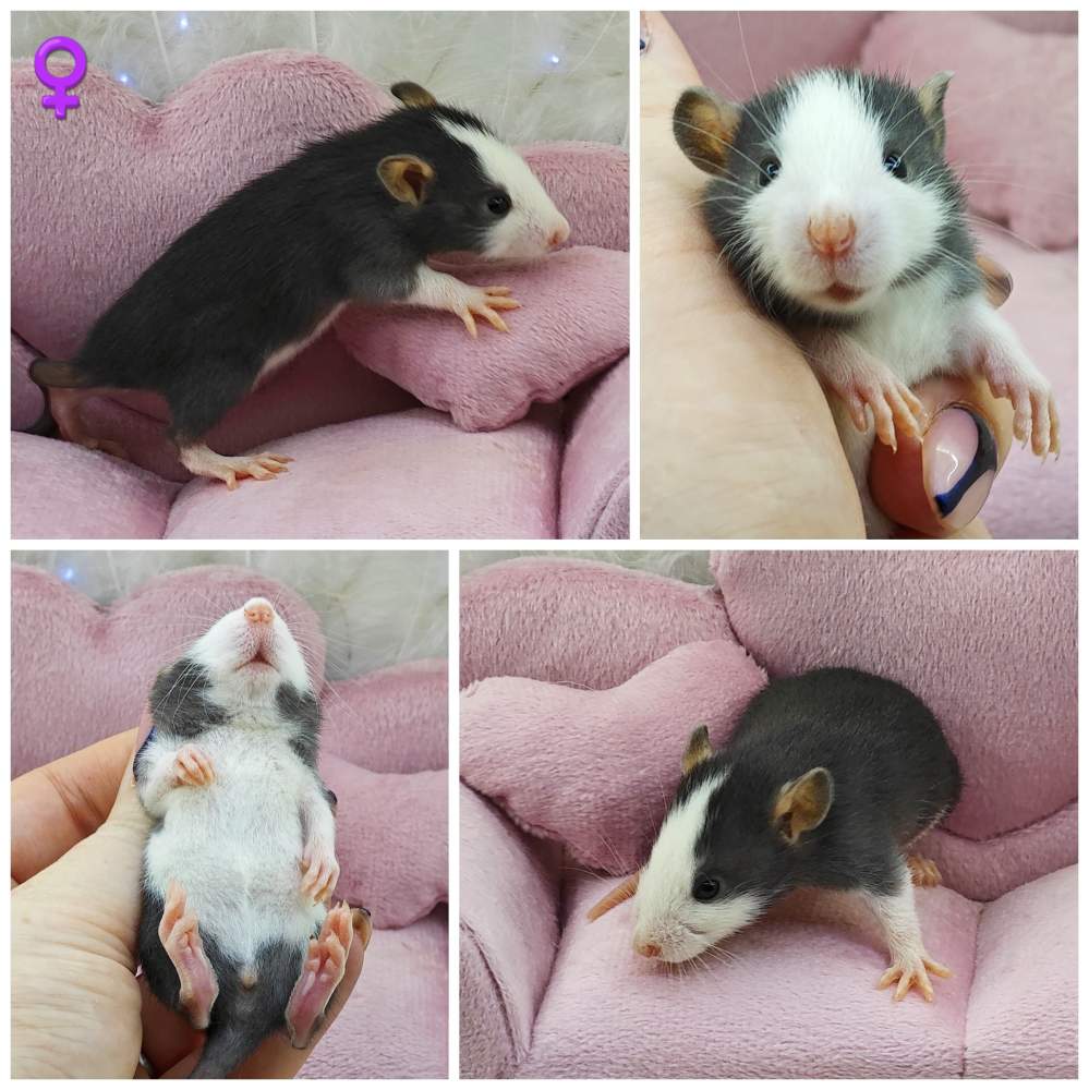 Fancy rat Breeder Rattus norvegicus 