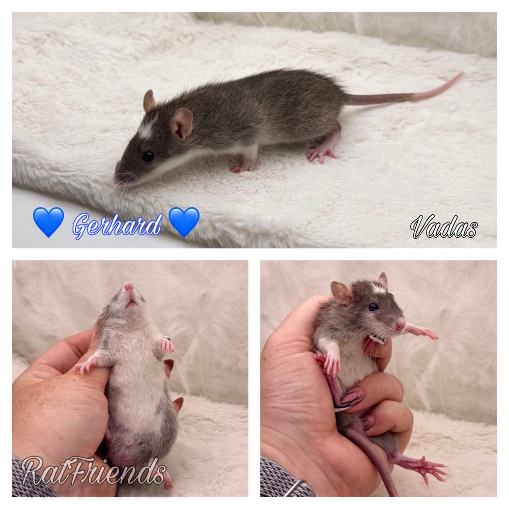 Fancy rat Available for rehoming Rattus norvegicus 