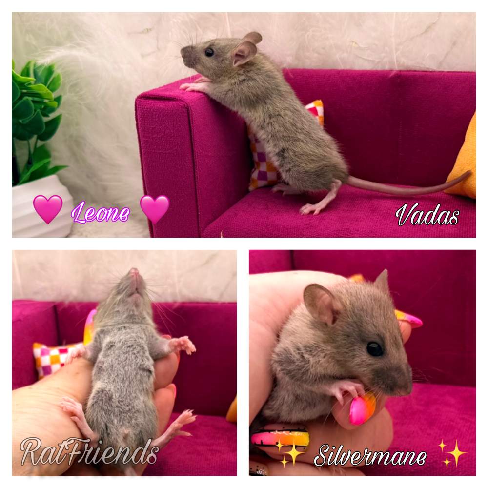 Fancy rat Available for rehoming Rattus norvegicus 