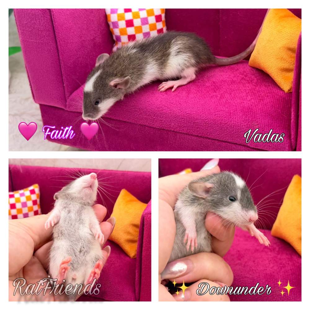 Fancy rat Available for rehoming Rattus norvegicus 