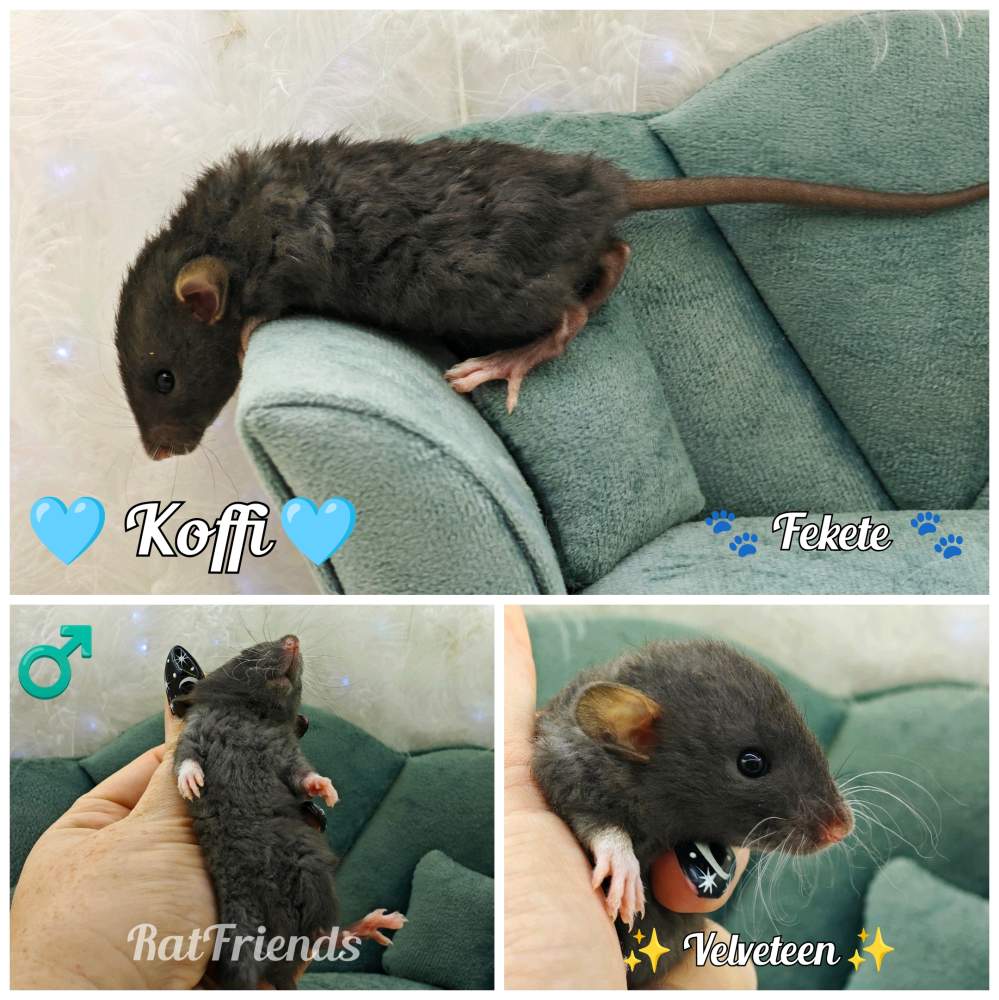 Fancy rat Owned by other Rattus norvegicus 