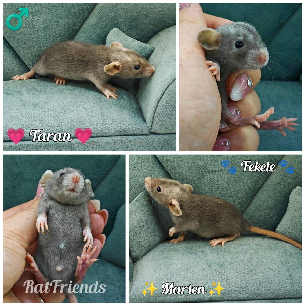 Fancy rat Available for rehoming Rattus norvegicus 
