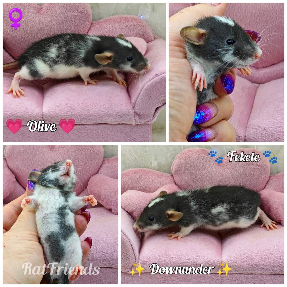 Fancy rat Owned by other Rattus norvegicus 