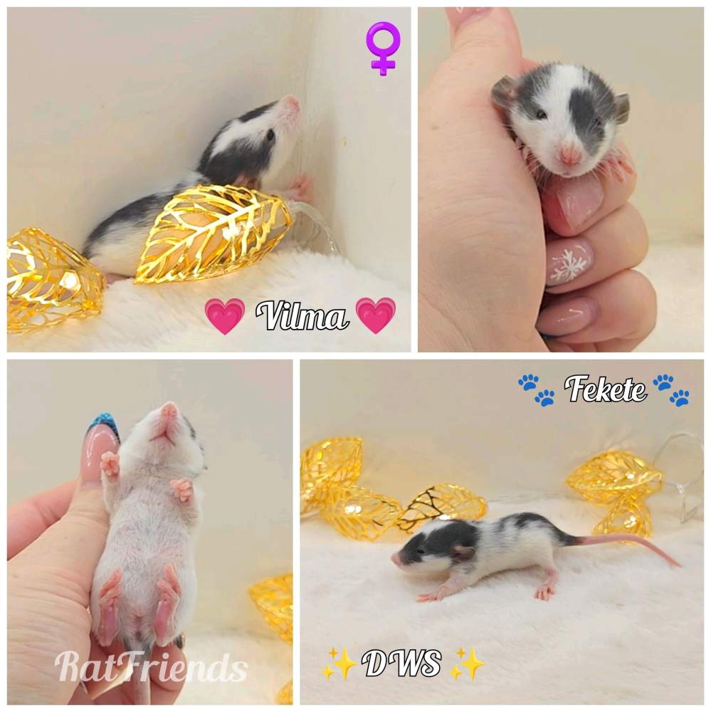 Fancy rat Owned by other Rattus norvegicus 
