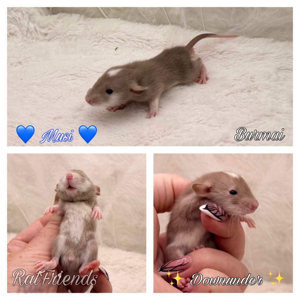 Fancy rat Available for rehoming Rattus norvegicus 