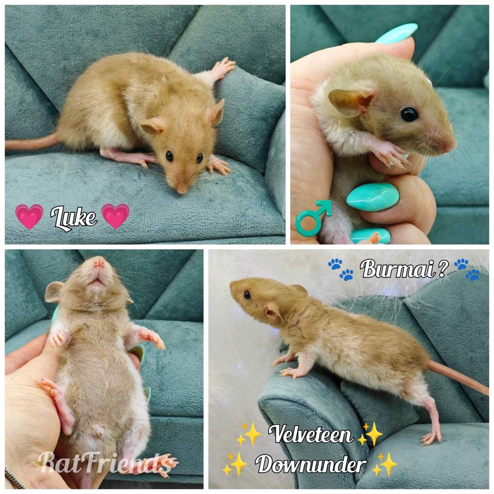 Fancy rat Owned by other Rattus norvegicus 