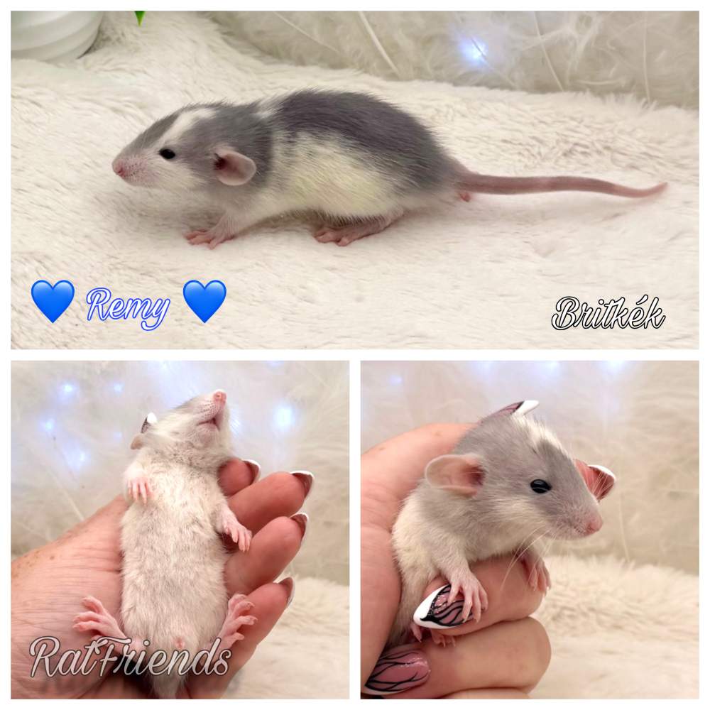Fancy rat Breeder Rattus norvegicus 
