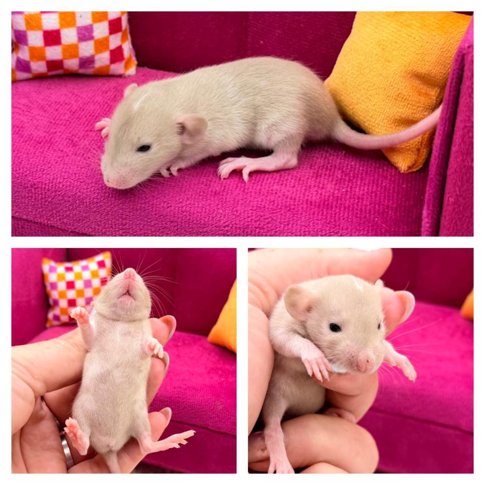 Fancy rat Breeder Rattus norvegicus 