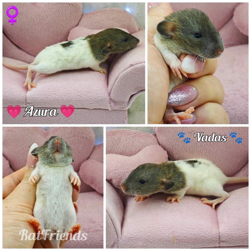 Fancy rat Available for rehoming Rattus norvegicus 