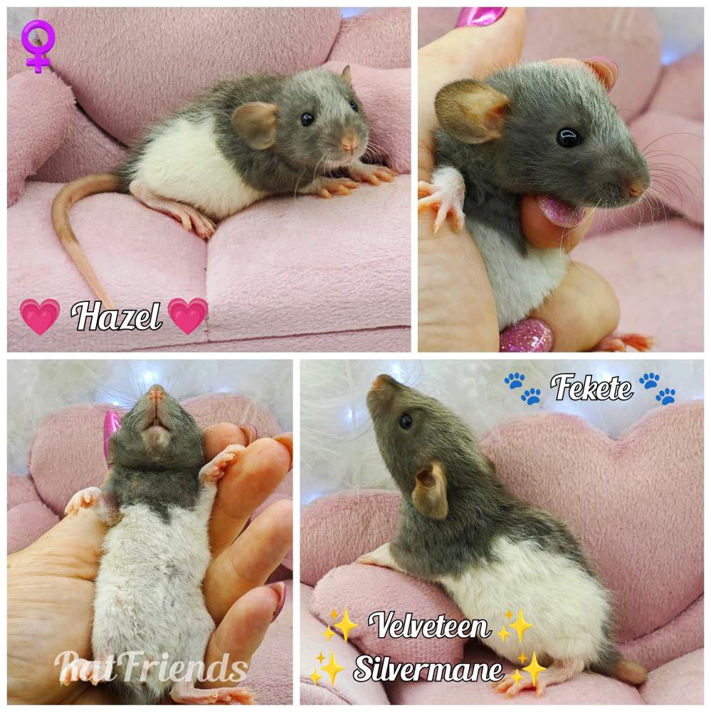 Fancy rat Owned by other Rattus norvegicus 