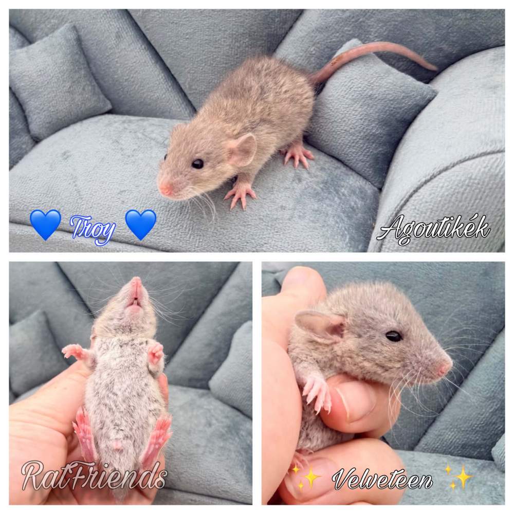 Fancy rat Available for rehoming Rattus norvegicus 