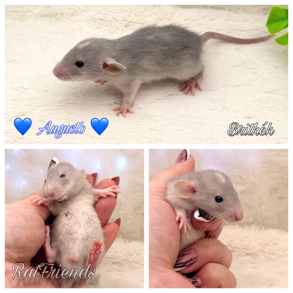Fancy rat Available for rehoming Rattus norvegicus 