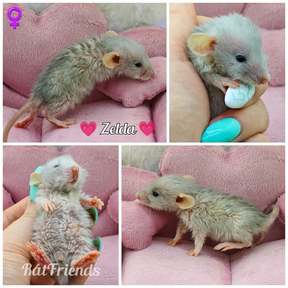 Fancy rat Owned by other Rattus norvegicus 