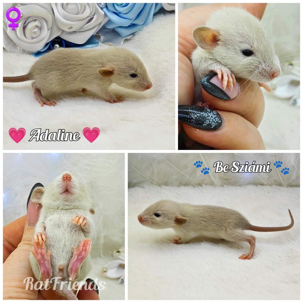 Fancy rat Breeder Rattus norvegicus 