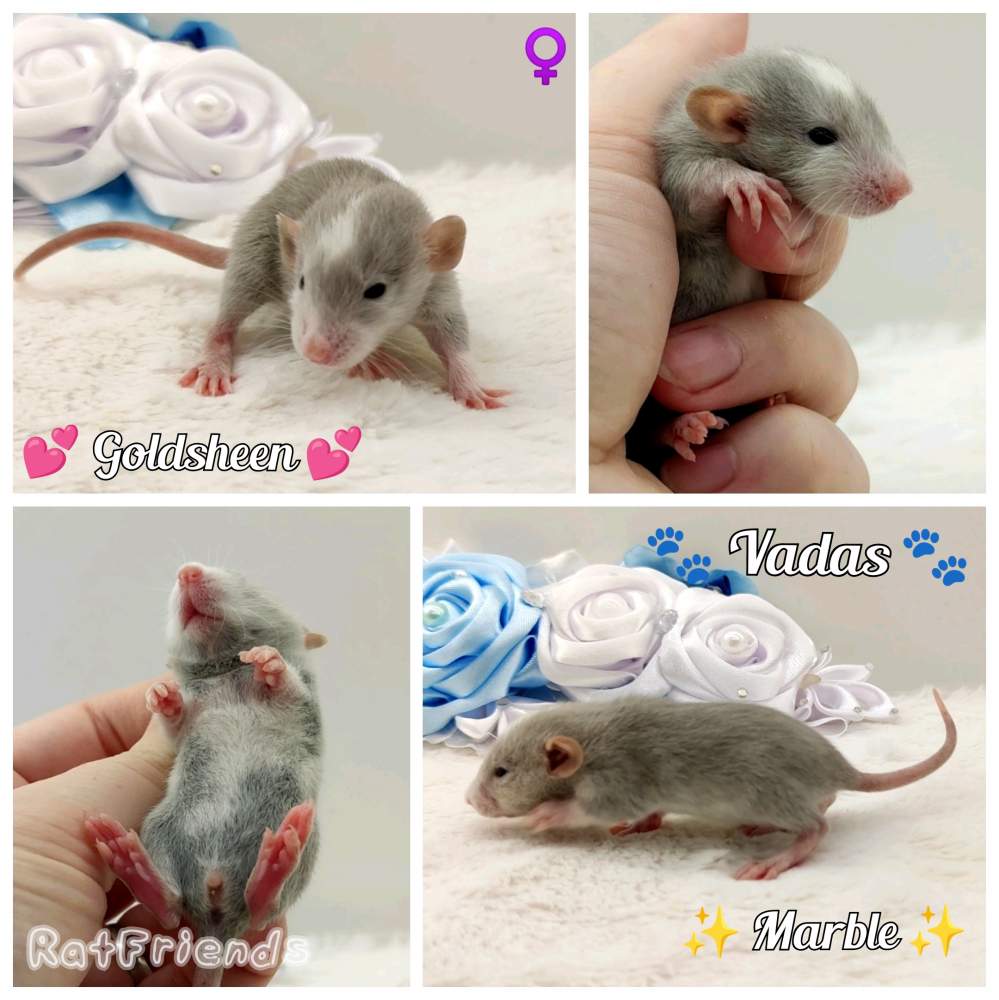 Fancy rat Breeder Rattus norvegicus 