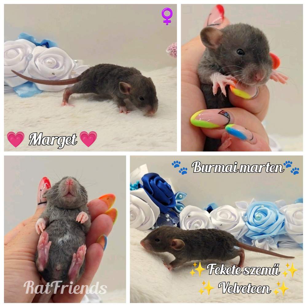 Fancy rat Breeder Rattus norvegicus 