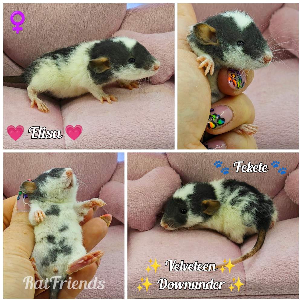 Fancy rat Rehomed Rattus norvegicus 