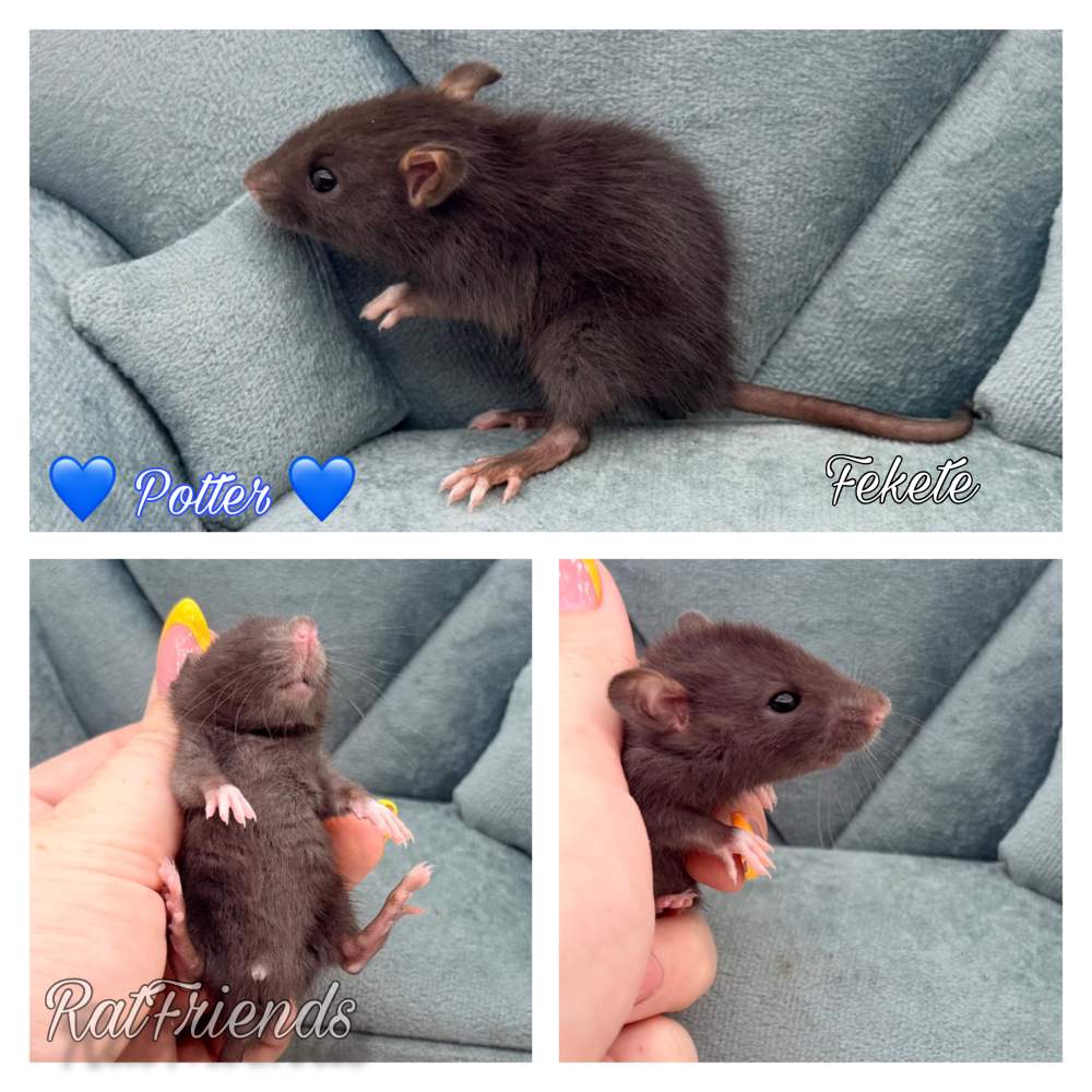 Fancy rat Available for rehoming Rattus norvegicus 