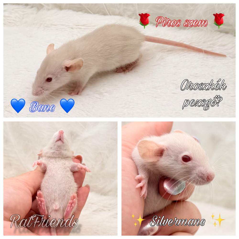 Fancy rat Available for rehoming Rattus norvegicus 