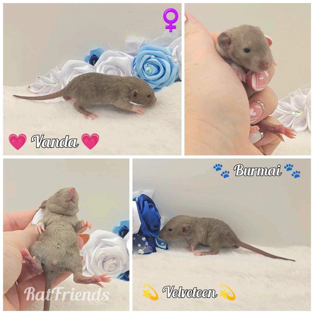 Fancy rat Owned by other Rattus norvegicus 