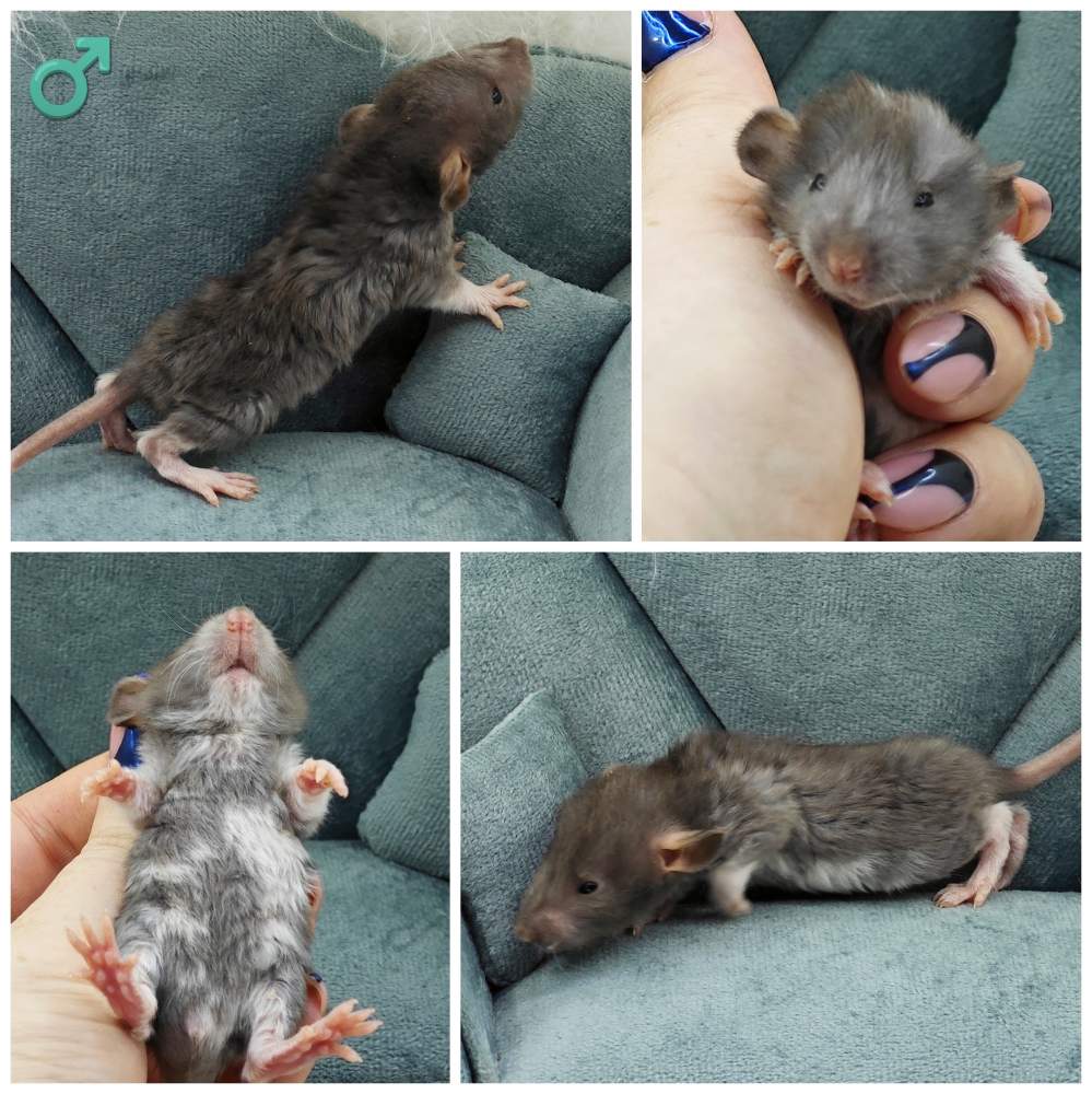 Fancy rat Breeder Rattus norvegicus 