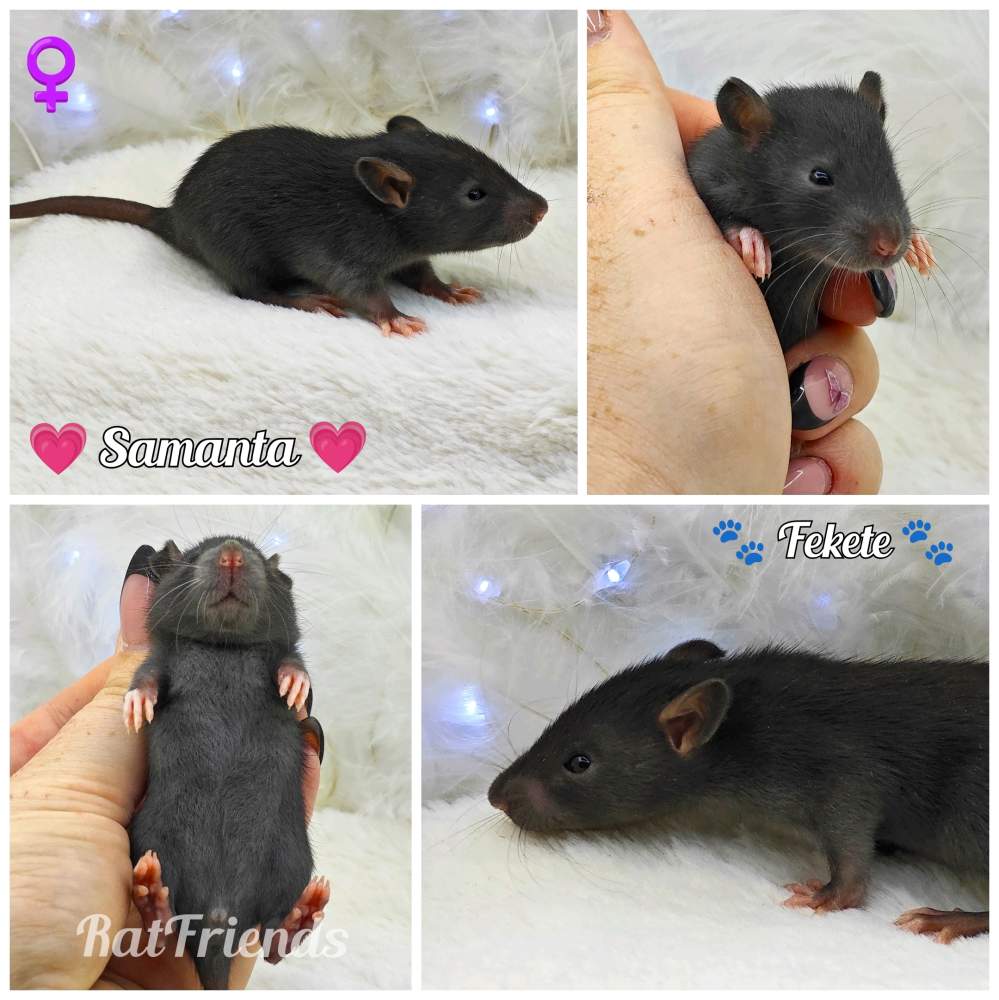 Fancy rat Owned by other Rattus norvegicus 