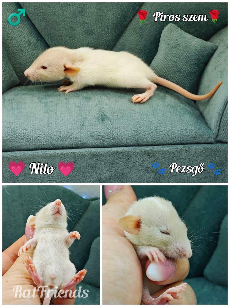 Fancy rat Available for rehoming Rattus norvegicus 