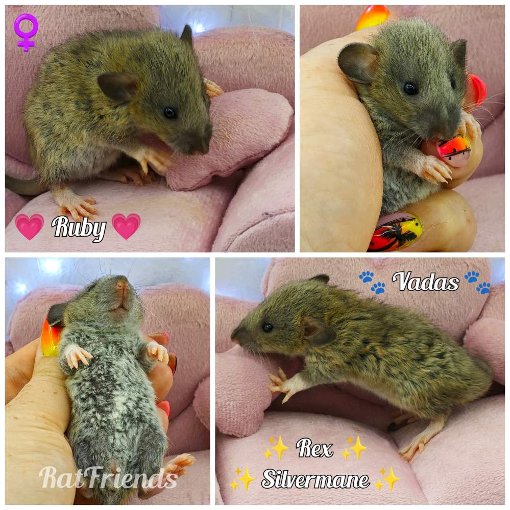 Fancy rat Available for rehoming Rattus norvegicus 