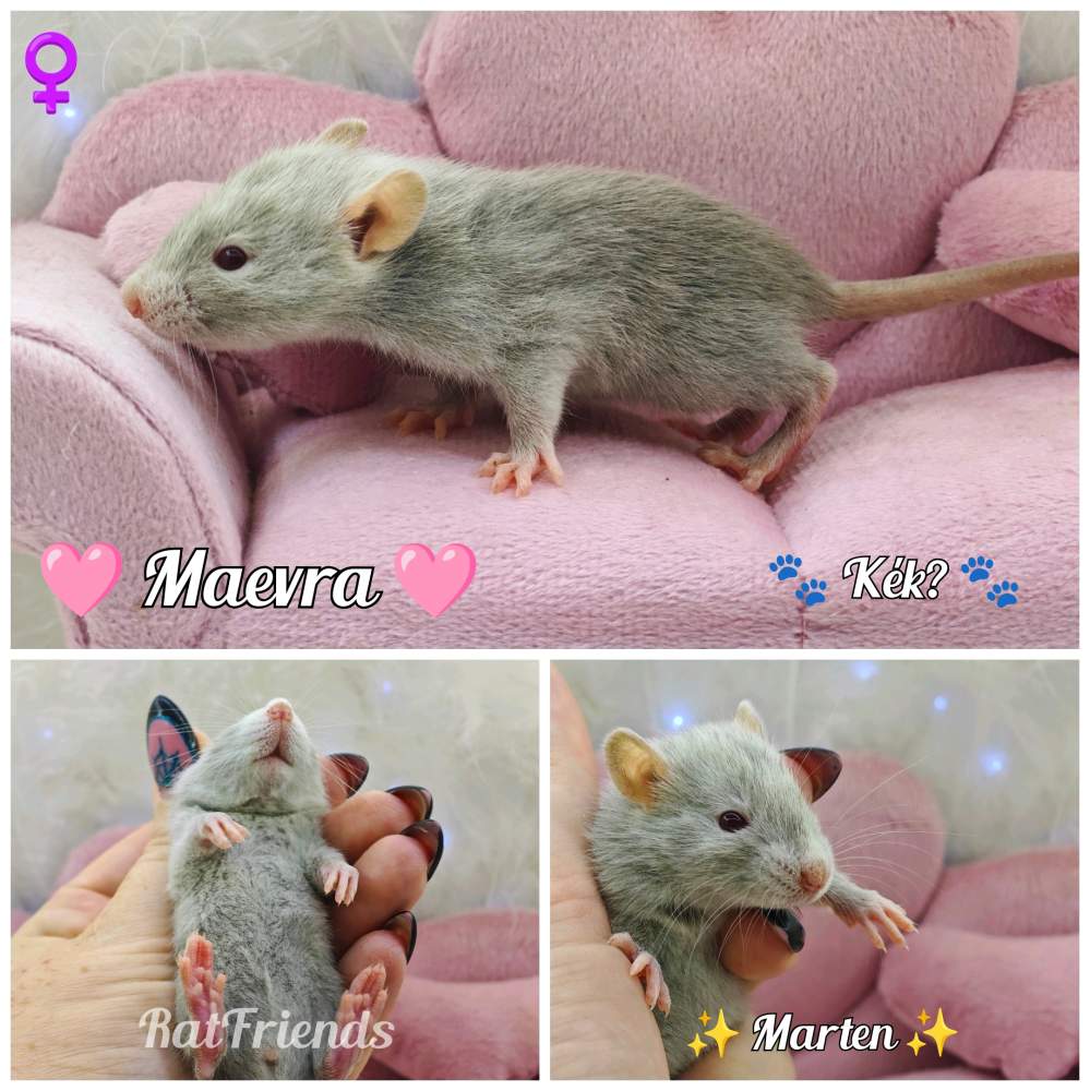 Fancy rat Breeder Rattus norvegicus 