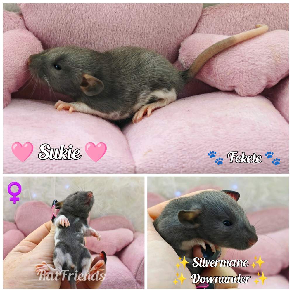 Fancy rat Available for rehoming Rattus norvegicus 
