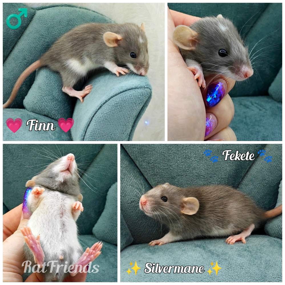 Fancy rat Owned by other Rattus norvegicus 