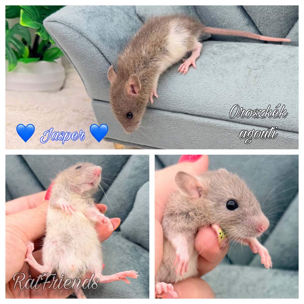 Fancy rat Available for rehoming Rattus norvegicus 