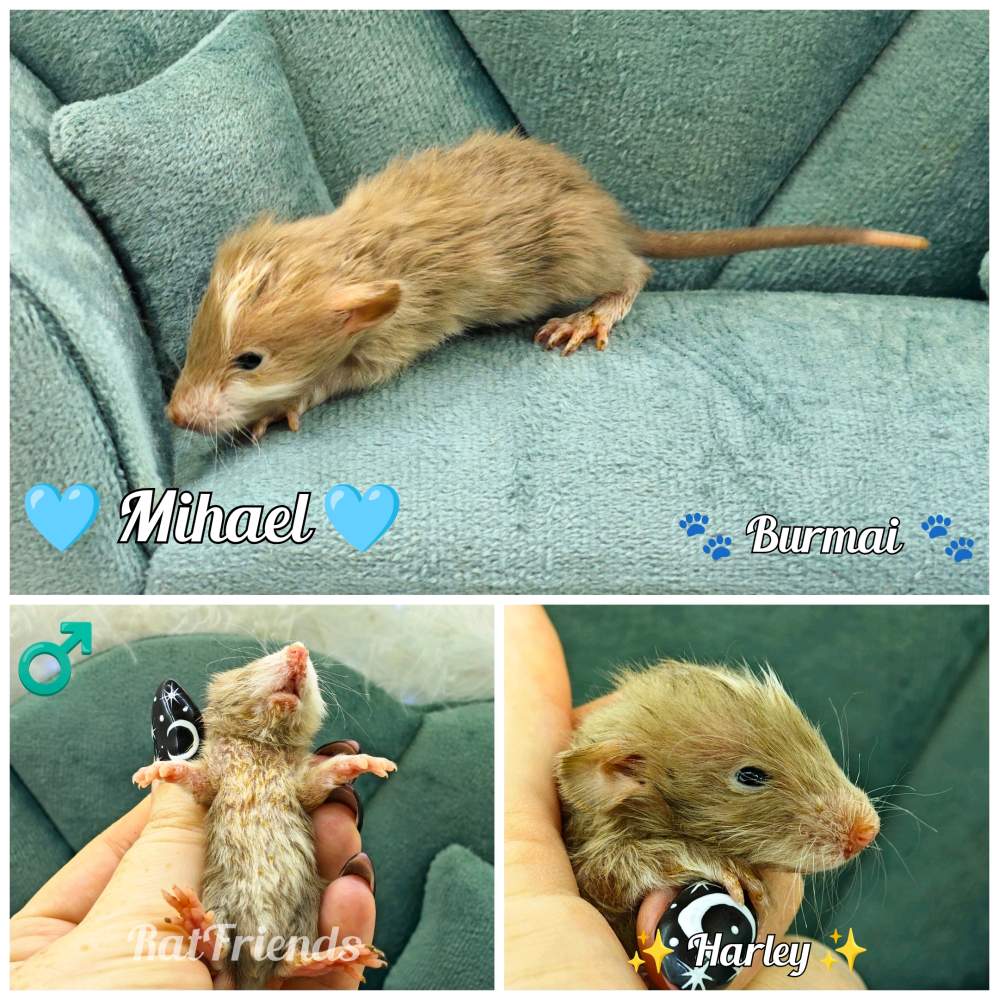 Fancy rat Show animal Rattus norvegicus 