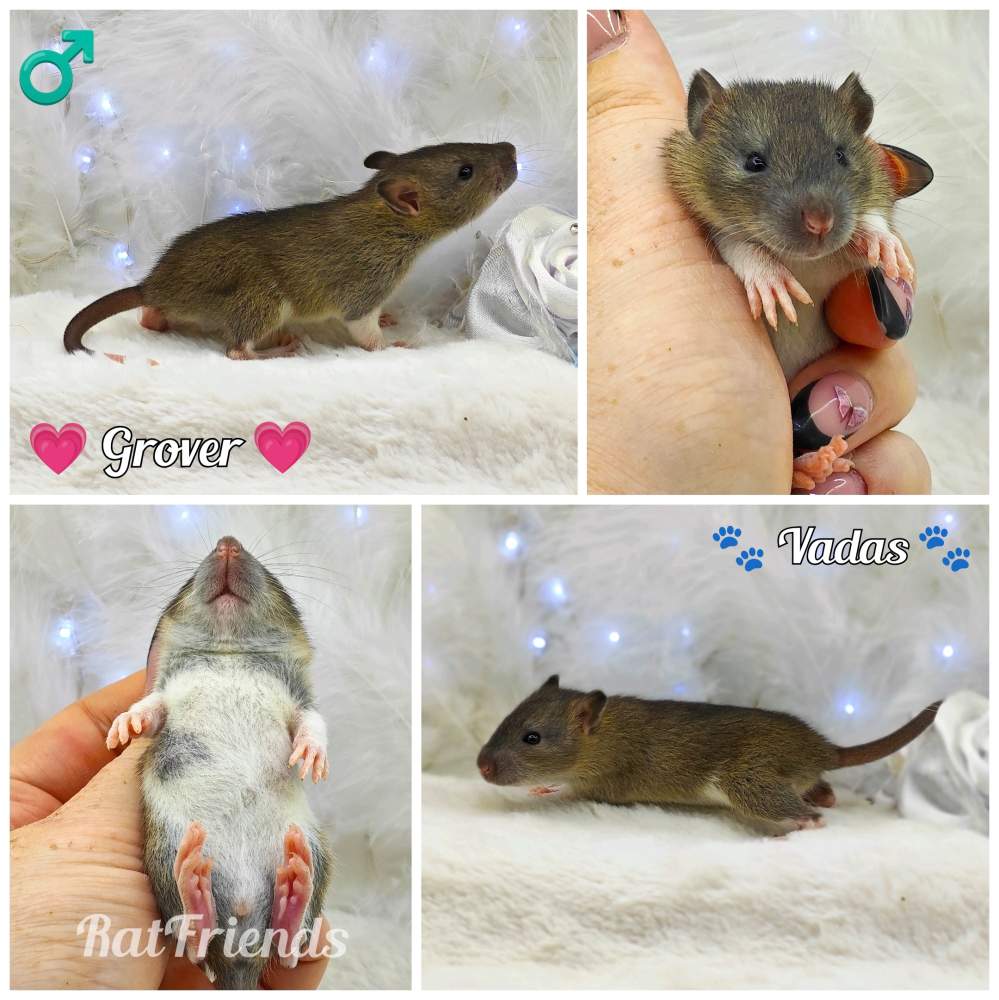 Fancy rat Owned by other Rattus norvegicus 