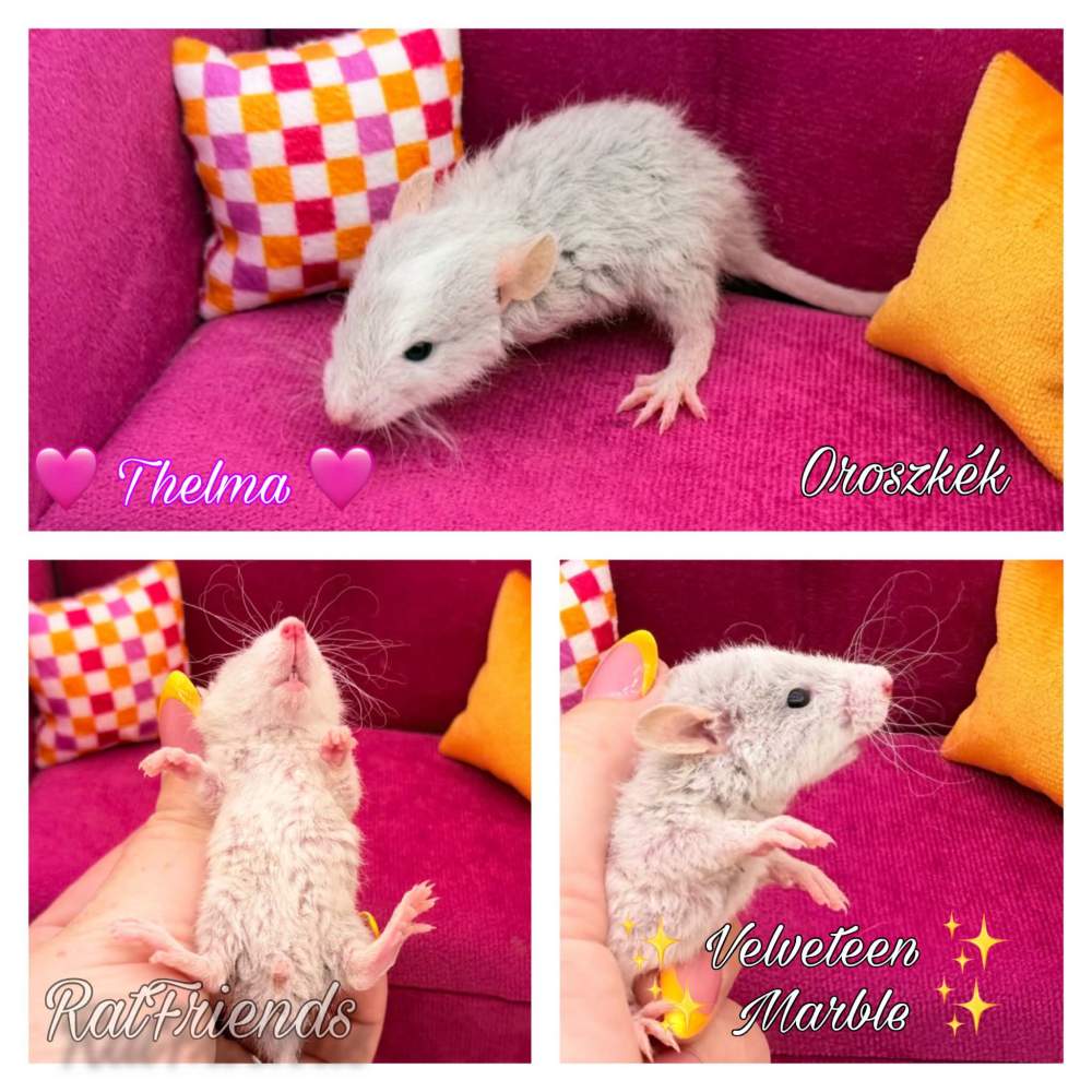 Fancy rat Breeder Rattus norvegicus 